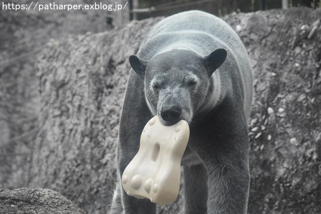 2018年12月 とくしま動物園 その2 ユウキ来園3周年_a0052986_9193168.jpg