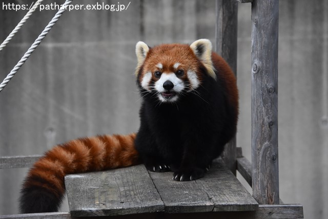 ２０１８年１２月　とくしま動物園　その２　ユウキ来園３周年_a0052986_9233914.jpg