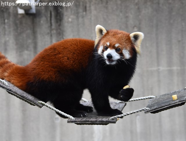 ２０１８年１２月　とくしま動物園　その２　ユウキ来園３周年_a0052986_924436.jpg