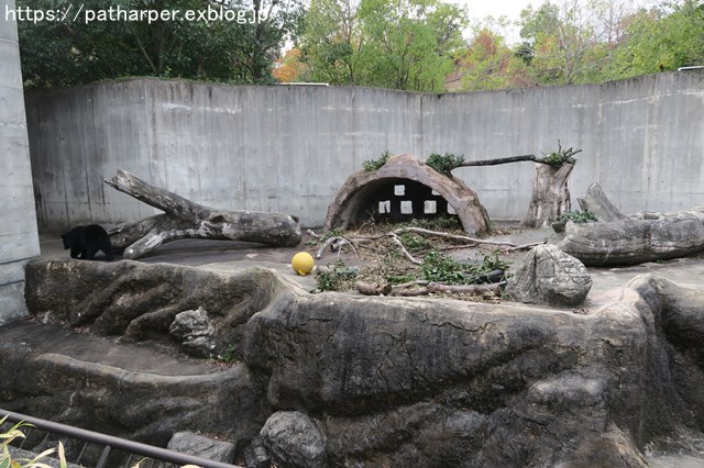 2018年12月 とくしま動物園 その2 ユウキ来園3周年_a0052986_9244579.jpg