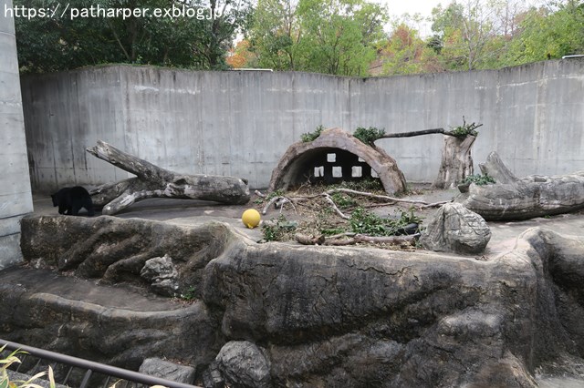 ２０１８年１２月　とくしま動物園　その２　ユウキ来園３周年_a0052986_9244579.jpg