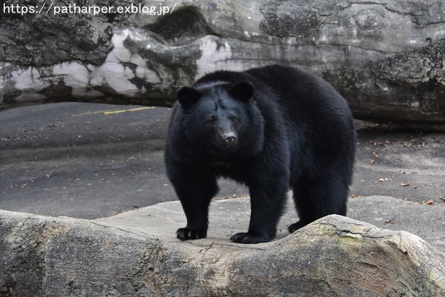 2018年12月 とくしま動物園 その2 ユウキ来園3周年_a0052986_9251380.jpg