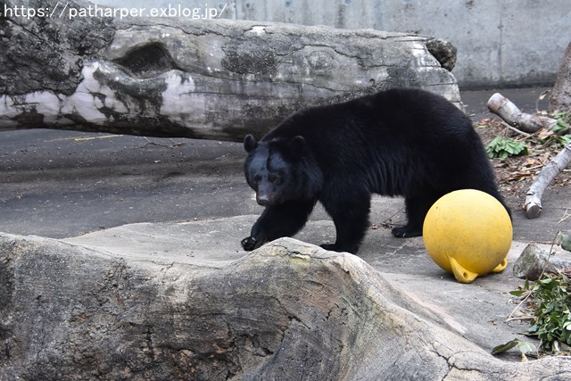 2018年12月 とくしま動物園 その2 ユウキ来園3周年_a0052986_925457.jpg