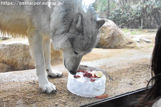 2018年12月 とくしま動物園 その2 ユウキ来園3周年_a0052986_93819.jpg