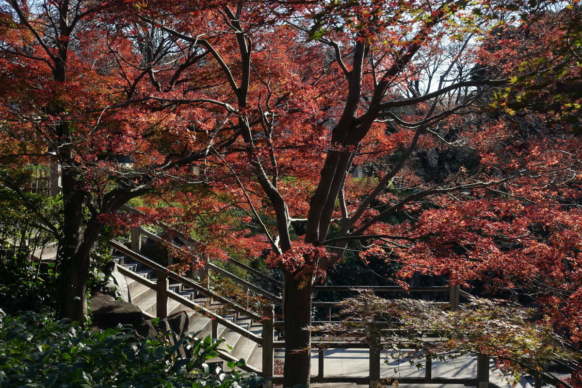 紅葉18 飛鳥山公園 音無親水公園 悠々緩緩 月見で一杯