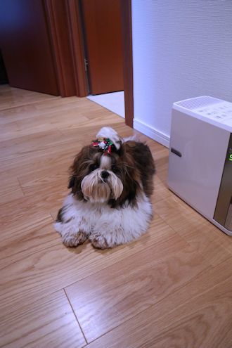 スモーキーを病院に_c0090198_17100600.jpg