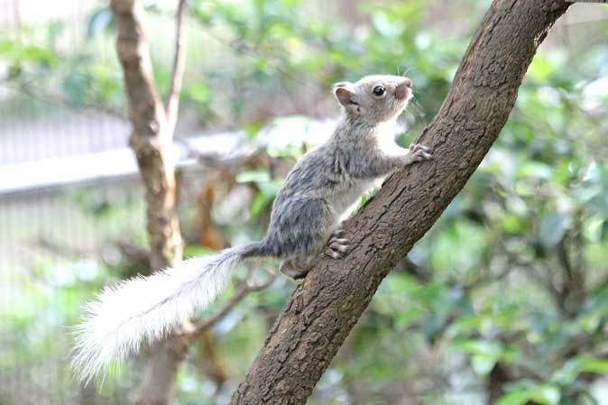 君は白いリスを見たか！？（井の頭自然文化園）_b0355317_21205279.jpg