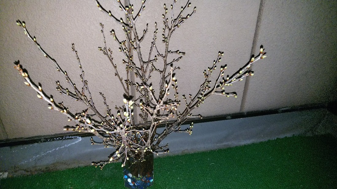 a0098418_00284497.jpg