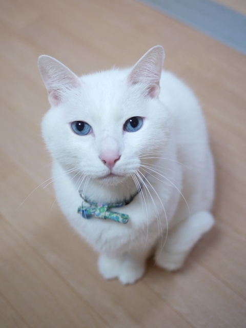 猫のお留守番 蒼也くん編。_a0143140_21555498.jpg