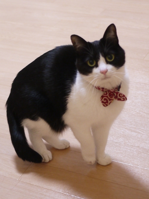 猫のお留守番 福未ちゃん編。_a0143140_22003484.jpg