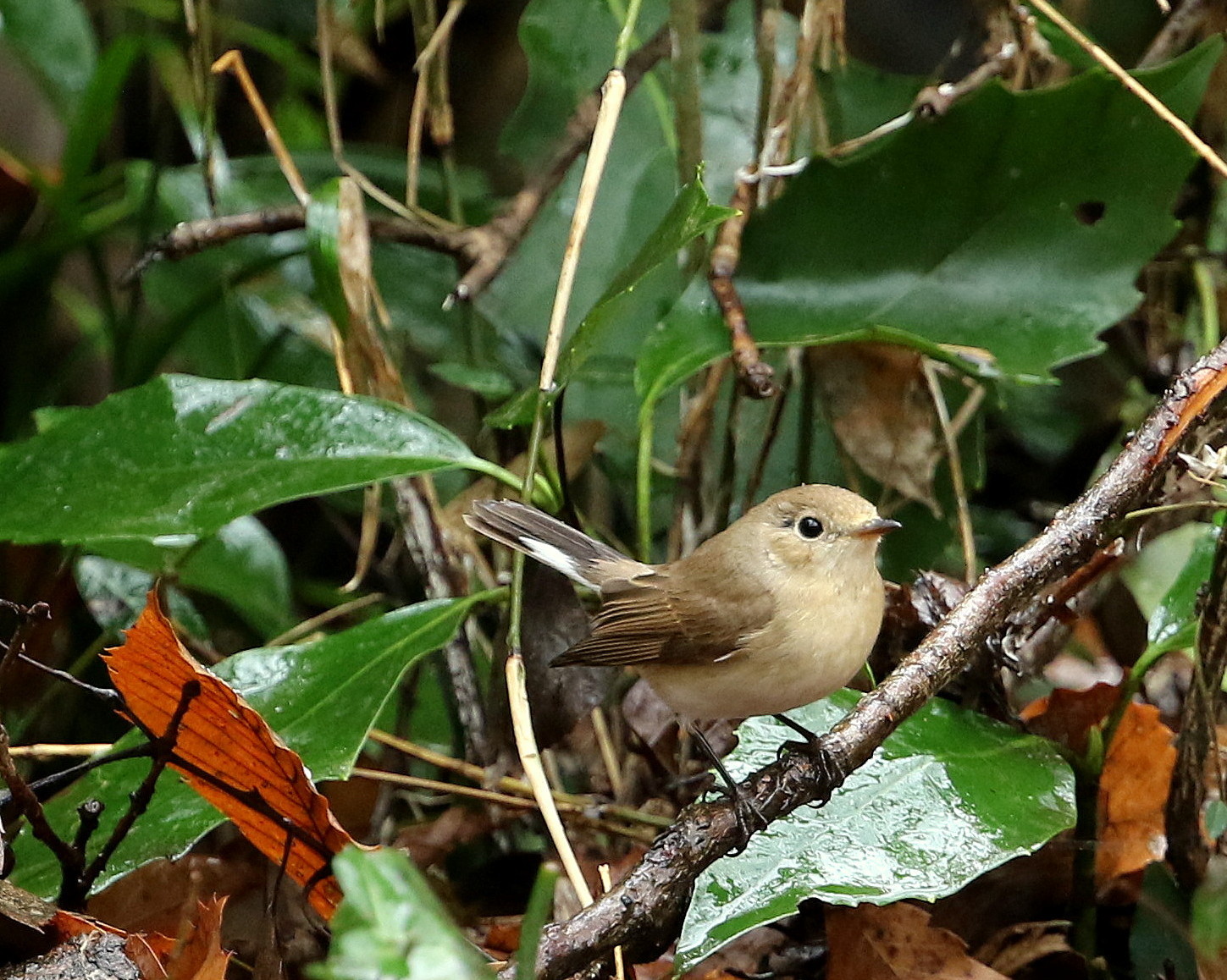 a0362854_17104544.jpg