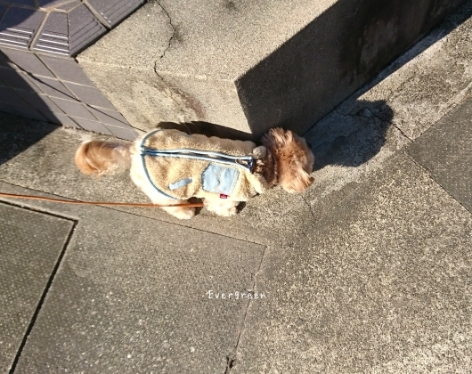 12/23(日)② さんぽ病院うろこ雲。【12/21の事】_d0362666_20555270.jpg
