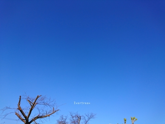12/23(日)② さんぽ病院うろこ雲。【12/21の事】_d0362666_20573073.jpg