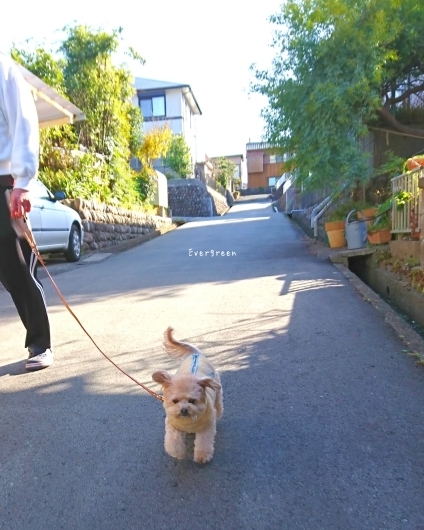 12/23(日)② さんぽ病院うろこ雲。【12/21の事】_d0362666_20575552.jpg