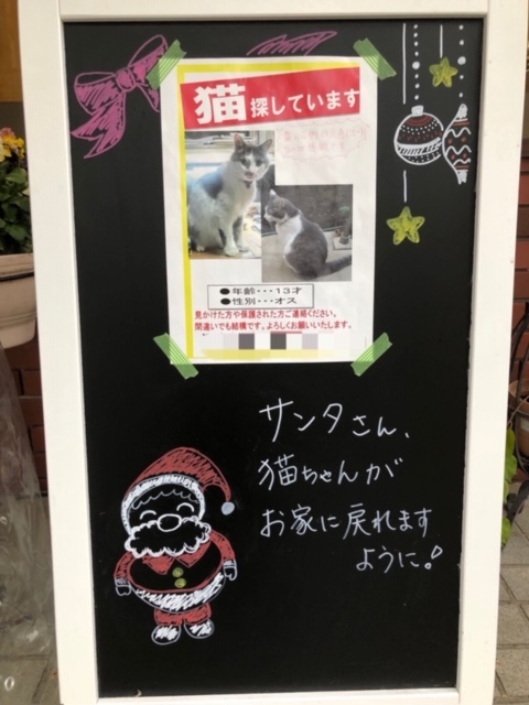 迷子の猫ちゃん_e0367571_22213446.jpg