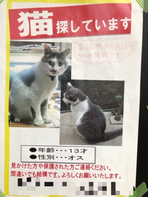 迷子の猫ちゃん_e0367571_22214830.jpg