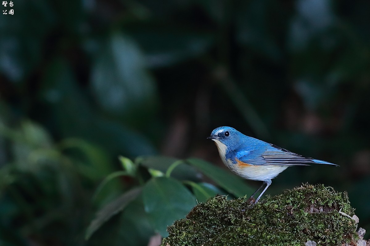 旬の野鳥だから(^^;　ルリビタキ_c0352582_20081375.jpg