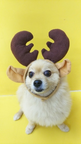 🎄クリスマス第4弾🎄_f0357682_15254107.jpg