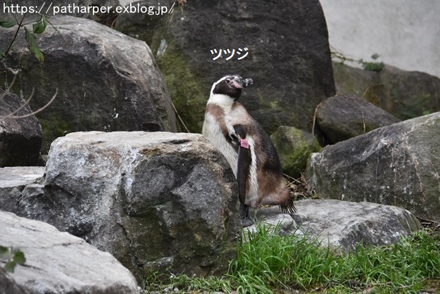 2018年12月 とくしま動物園 その3 ペンギンガイド_a0052986_2232134.jpg