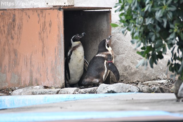 2018年12月 とくしま動物園 その3 ペンギンガイド_a0052986_22321838.jpg