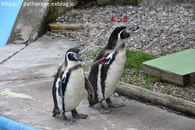 2018年12月 とくしま動物園 その3 ペンギンガイド_a0052986_22325750.jpg