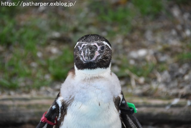 2018年12月 とくしま動物園 その3 ペンギンガイド_a0052986_22333971.jpg