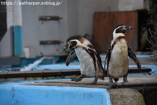 2018年12月 とくしま動物園 その3 ペンギンガイド_a0052986_2234316.jpg