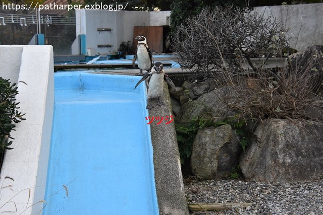 2018年12月 とくしま動物園 その3 ペンギンガイド_a0052986_22352236.jpg