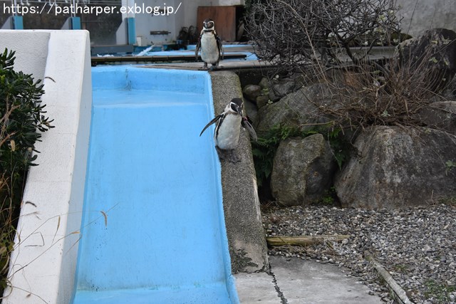 2018年12月 とくしま動物園 その3 ペンギンガイド_a0052986_22354270.jpg