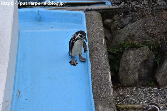 2018年12月 とくしま動物園 その3 ペンギンガイド_a0052986_22364038.jpg