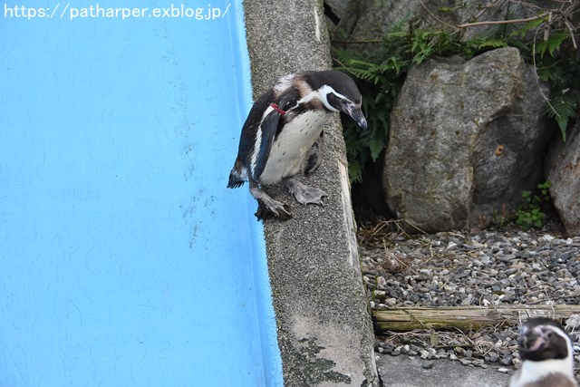 2018年12月 とくしま動物園 その3 ペンギンガイド_a0052986_22373163.jpg