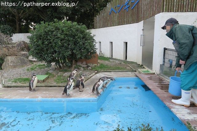 2018年12月 とくしま動物園 その3 ペンギンガイド_a0052986_22401622.jpg
