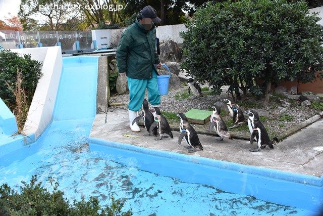 2018年12月 とくしま動物園 その3 ペンギンガイド_a0052986_22411955.jpg