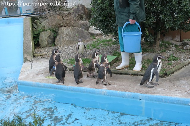 2018年12月 とくしま動物園 その3 ペンギンガイド_a0052986_22421358.jpg