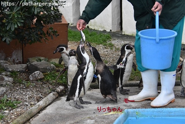 2018年12月 とくしま動物園 その3 ペンギンガイド_a0052986_22462627.jpg