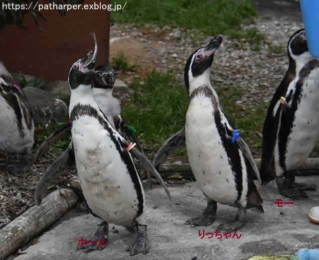 2018年12月 とくしま動物園 その3 ペンギンガイド_a0052986_2246496.jpg