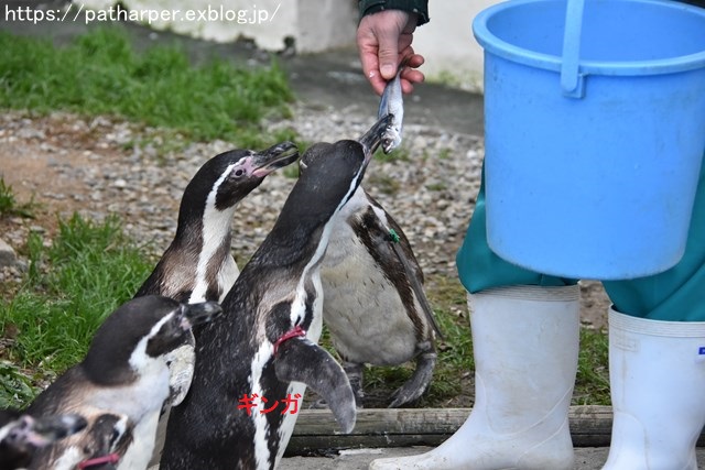 2018年12月 とくしま動物園 その3 ペンギンガイド_a0052986_22472112.jpg