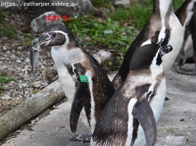 2018年12月 とくしま動物園 その3 ペンギンガイド_a0052986_22474777.jpg