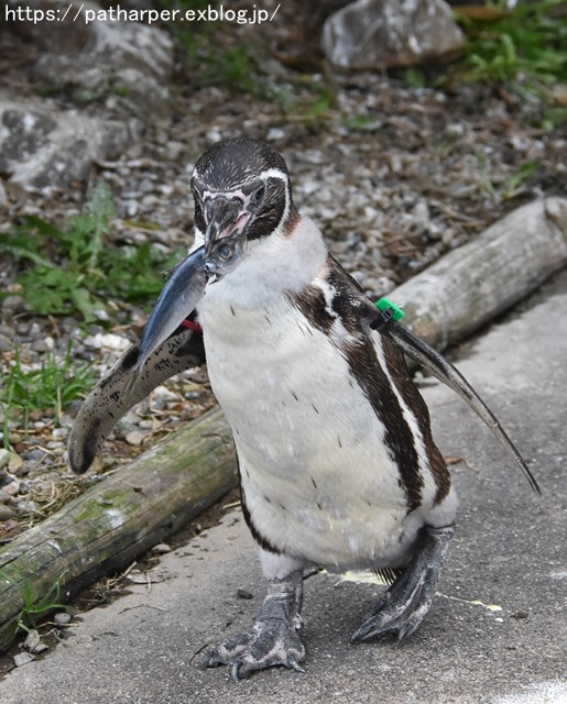 2018年12月 とくしま動物園 その3 ペンギンガイド_a0052986_22481157.jpg