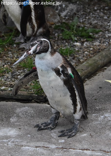 2018年12月 とくしま動物園 その3 ペンギンガイド_a0052986_22483028.jpg