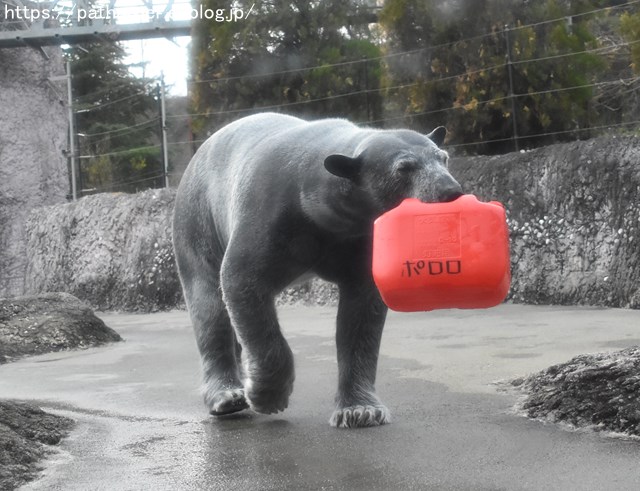 2018年12月 とくしま動物園 その3 ペンギンガイド_a0052986_7375392.jpg