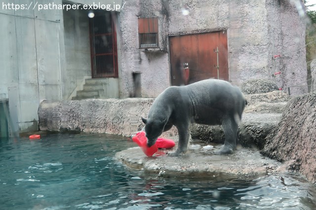 2018年12月 とくしま動物園 その3 ペンギンガイド_a0052986_7393469.jpg