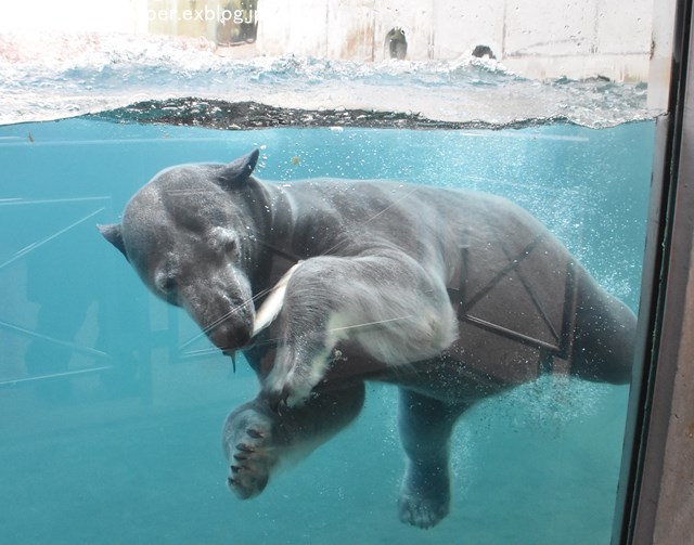 2018年12月 とくしま動物園 その3 ペンギンガイド_a0052986_7472138.jpg