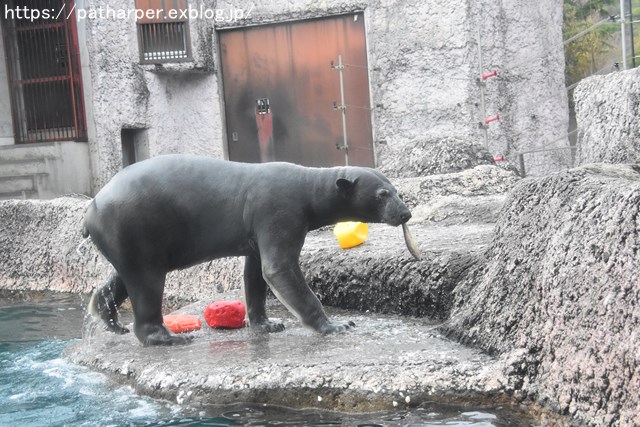 2018年12月 とくしま動物園 その3 ペンギンガイド_a0052986_7474829.jpg