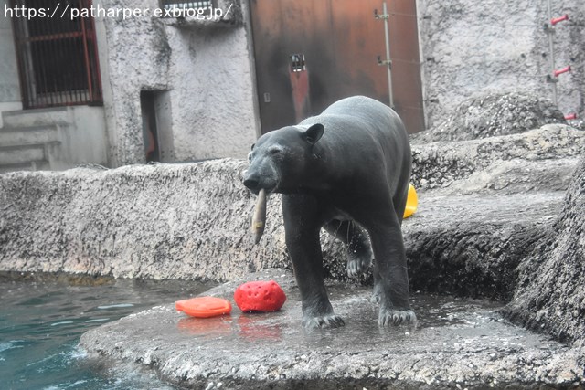 2018年12月 とくしま動物園 その3 ペンギンガイド_a0052986_748282.jpg