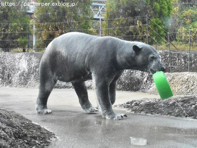 2018年12月 とくしま動物園 その3 ペンギンガイド_a0052986_7503794.jpg