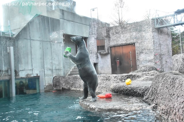2018年12月 とくしま動物園 その3 ペンギンガイド_a0052986_75284.jpg