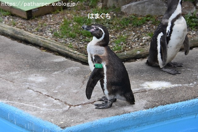 2018年12月 とくしま動物園 その3 ペンギンガイド_a0052986_8832.jpg