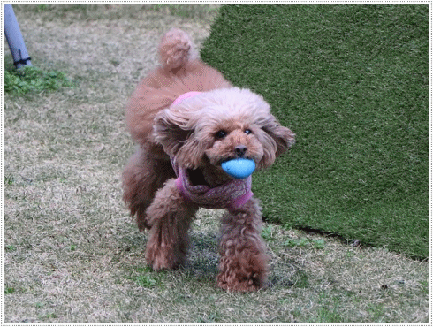 b0175688_00405333.gif