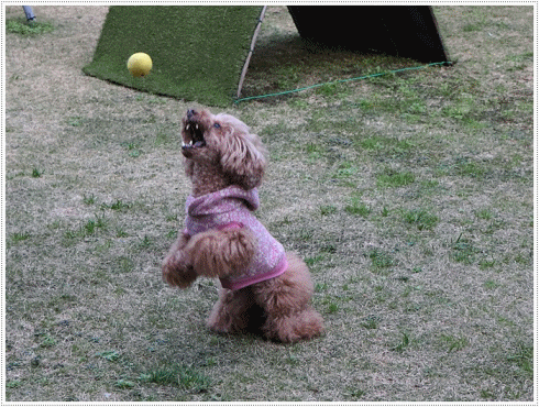 b0175688_00421397.gif